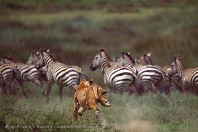 Lioness hunting zebras